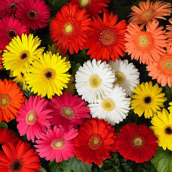 Gerbera jamesonii Mega Revolution™ Classic Mix '' (168760)