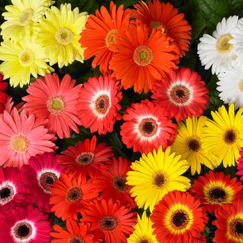 Gerbera jamesonii Mega Revolution™ Classic Mix '' (168761)