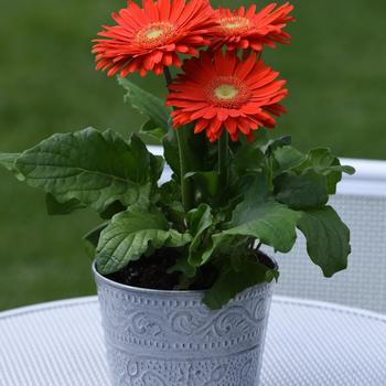 Gerbera jamesonii Mega Revolution™ 'Orange Light Eye' (168766)