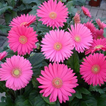 Gerbera jamesonii Mega Revolution™ Rose Light Eye '' (168768)