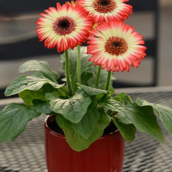 Gerbera jamesonii Revolution™ Bicolor Red Lemon '' (168792)