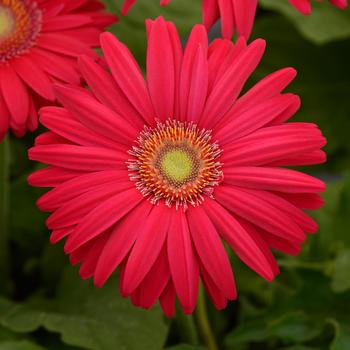 Gerbera jamesonii Revolution™ Bright Rose Light Eye '' (168807)