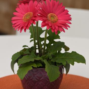 Gerbera jamesonii Revolution™ Deep Pink Light Eye '' (168809)