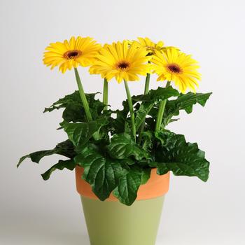 Gerbera jamesonii Revolution™ Golden Yellow Dark Eye '' (168811)