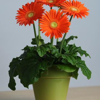 Gerbera jamesonii Revolution™ Orange Light Eye '' (168817)