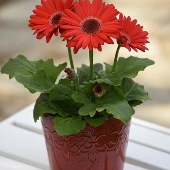 Gerbera jamesonii Revolution™ 'Red Dark Eye' (168820)