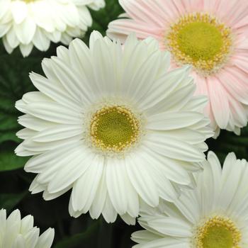 Gerbera jamesonii Revolution™ White Light Eye '' (168834)