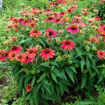 Echinacea Sombrero® 'Tres Amigos' (168970)