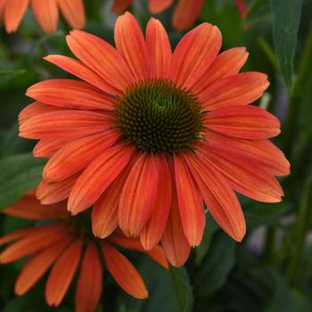 Echinacea Sombrero® 'Tango Tangerine' (168972)