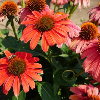 Echinacea Sombrero® 'Tango Tangerine' (168973)