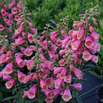 Digitalis Arctic Fox™ '' (168978)