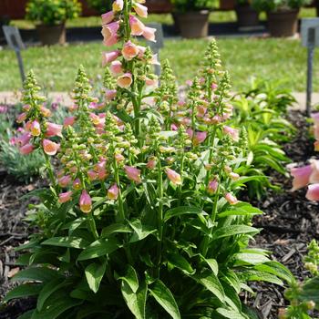 Digitalis Arctic Fox™ '' (168980)