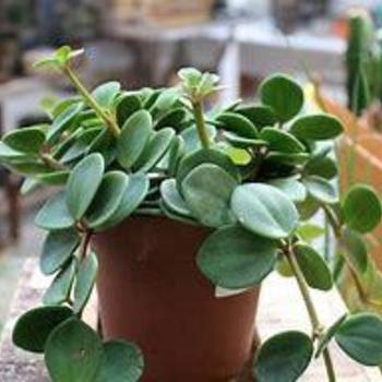 Peperomia rotundifolia 'Hope' 