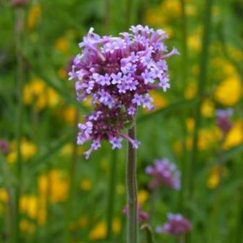 Verbena bonariensis 'Cloud 8' 