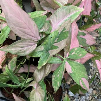 Syngonium podophyllum 'Pink Splash' 