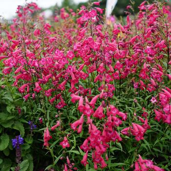 Penstemon MissionBells™ 'Deep Rose' (169029)