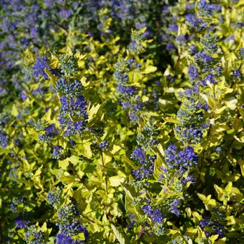 Caryopteris x clandonensis 'Gold Crest' (169030)