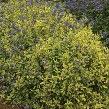 Caryopteris x clandonensis 'Gold Crest' (169031)