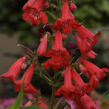 Penstemon Quartz® Red '' (169034)