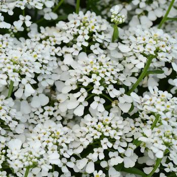 Iberis amara 'Summer Snowdrift' (169084)