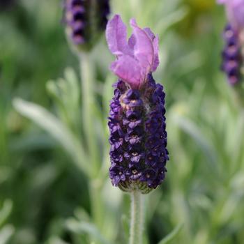 Lavandula stoechas 'Anouk' (169259)