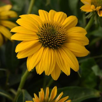 Echinacea purpurea Sombrero Poco™ '' (169375)