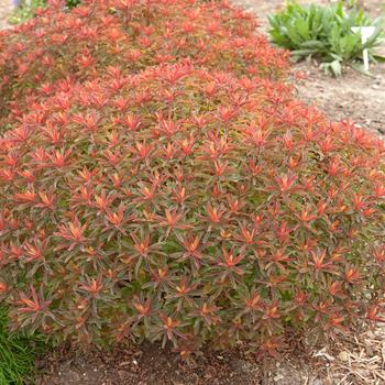 Euphorbia polyanthemus 'Bonfire' (169388)