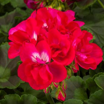 Pelargonium Calliope® Medium '' (169582)