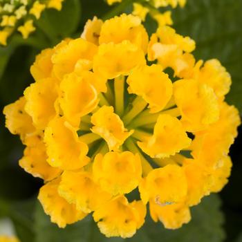 Lantana camara Bandito™ 'Yellow Improved' (169595)