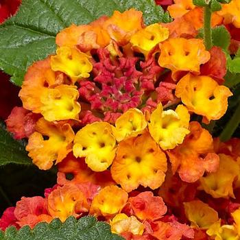 Lantana camara Bandolero™ '' (169599)