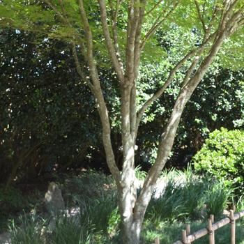 Acer palmatum 'Sango kaku' (169790)