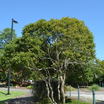 Betula nigra Fox Valley™ 'Little King' (169811)