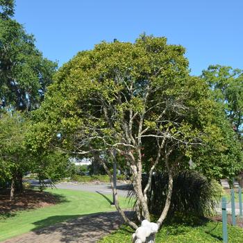 Betula nigra Fox Valley™ 'Little King' (169813)