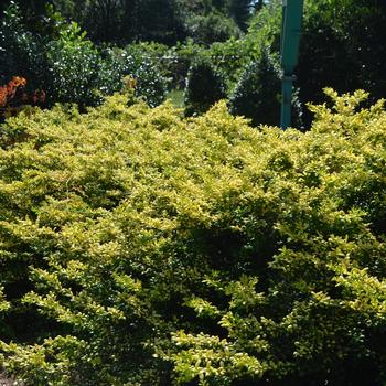 Ilex crenata 'Drops of Gold' (169821)