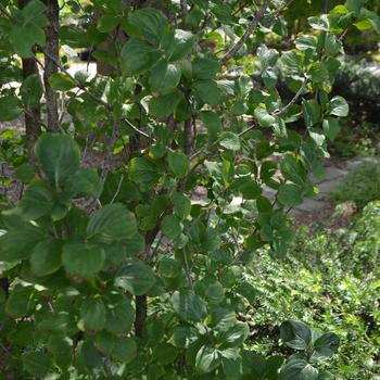 Cornus mas 'Golden Glory' (169833)