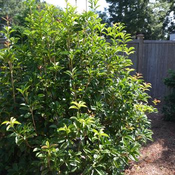 Osmanthus fragrans 'Conger Yellow' (169857)