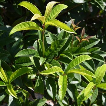 Osmanthus fragrans 'Conger Yellow' (169858)