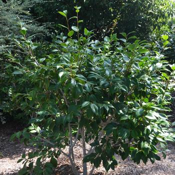 Camellia japonica 'Kumagai Nagoya' (169859)