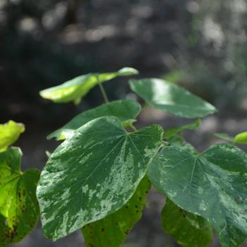 Cercis canadensis 'Alley Cat' (169869)