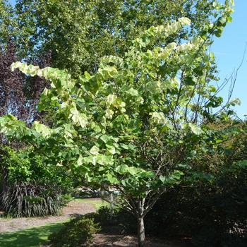 Cercis canadensis 'Alley Cat' (169870)