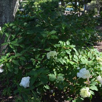 Hydrangea paniculata 'Vanilla Strawberry™' (169871)