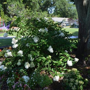 Hydrangea paniculata 'Vanilla Strawberry™' (169872)