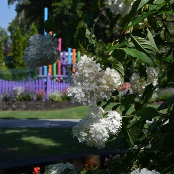 Hydrangea paniculata 'Vanilla Strawberry™' (169874)