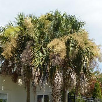 Sabal palmetto '' (169878)