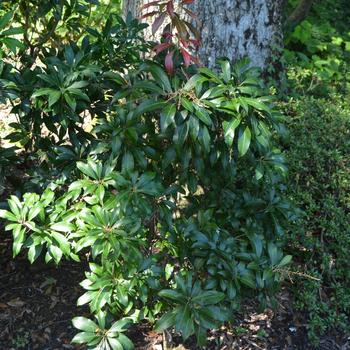 Pieris japonica 'Historyland Supreme' (169880)