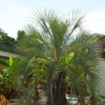 Butia capitata '' (169881)