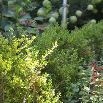 Buxus microphylla 'Golden Dream' (169890)