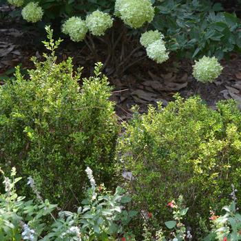 Buxus microphylla 'Golden Dream' (169892)