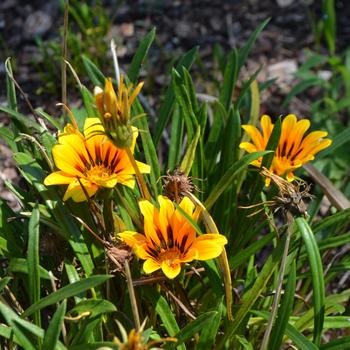 Gazania rigens Kiss™ 'Golden Flame' (169895)