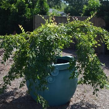 Ulmus alata 'Lace Parasol' (169901)